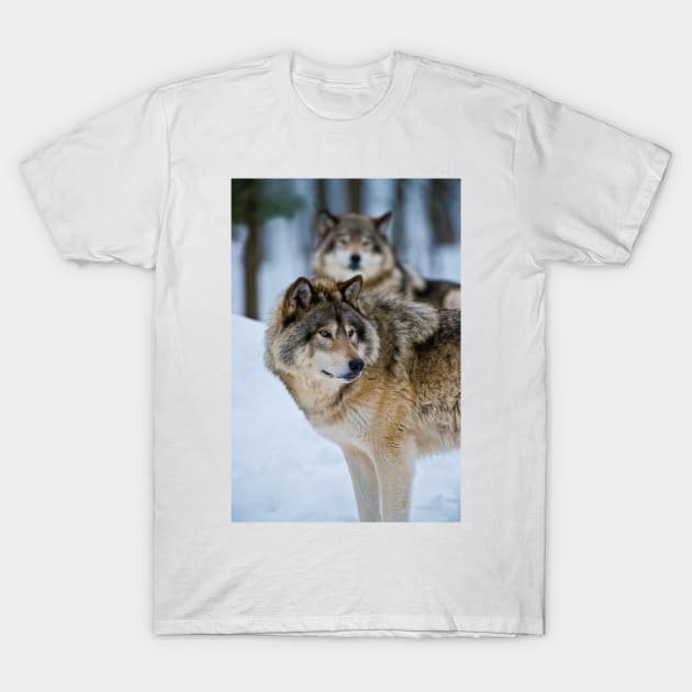 Timber Wolves T-Shirt by jaydee1400